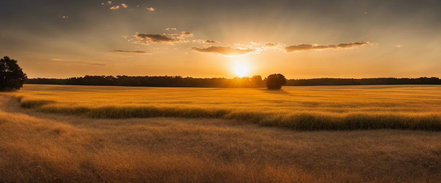 A golden summer field with the sun casting long, peaceful shadows