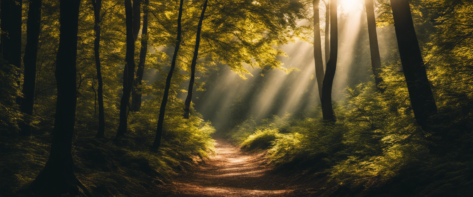 A light illuminating a path through a dense forest